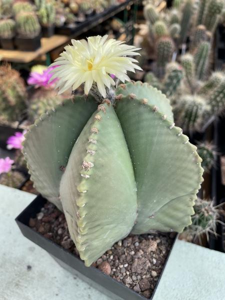 Astrophytum myriostigma nudum